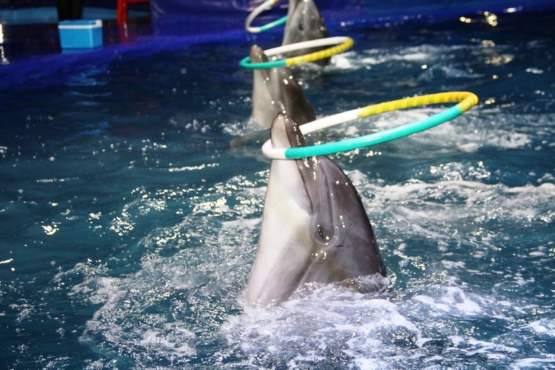 Official Opening of Beirut Dolphinarium