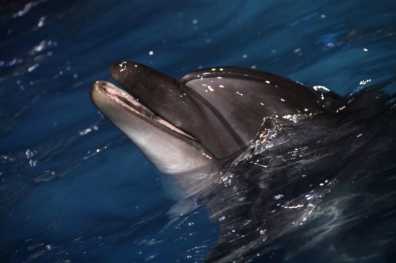 Official Opening of Beirut Dolphinarium