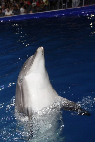 Official Opening of Beirut Dolphinarium