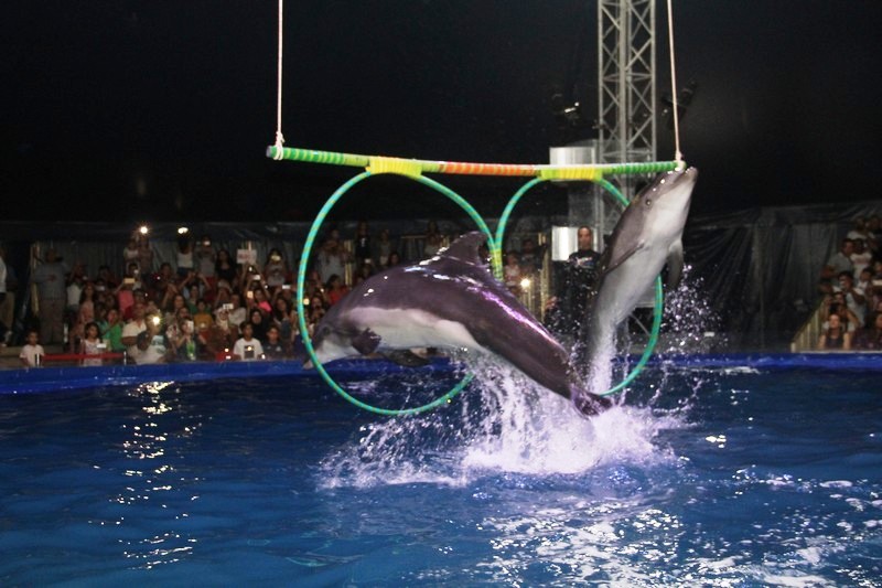 Official Opening of Beirut Dolphinarium