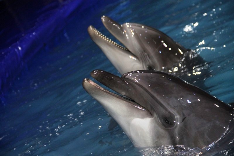 Official Opening of Beirut Dolphinarium