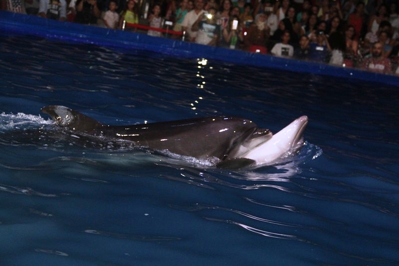 Official Opening of Beirut Dolphinarium
