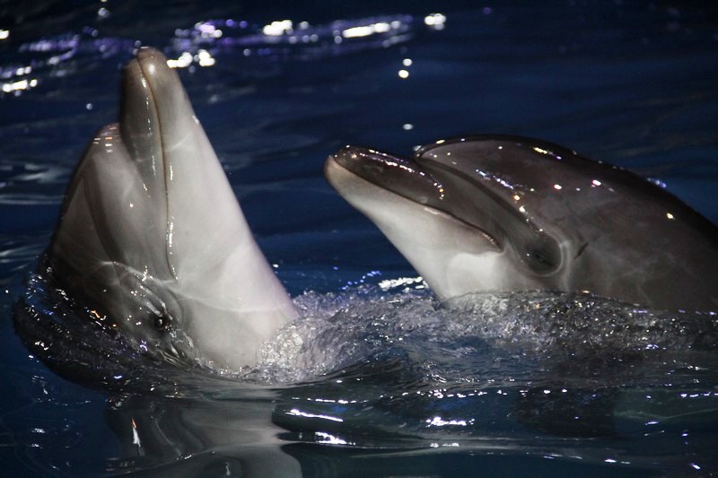 Official Opening of Beirut Dolphinarium