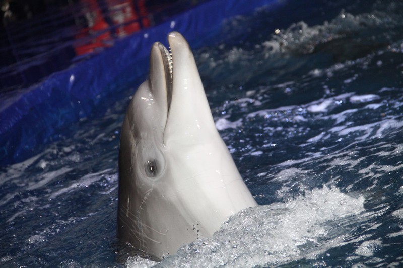 Official Opening of Beirut Dolphinarium