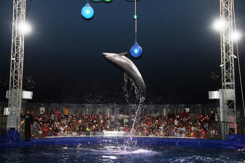 Official Opening of Beirut Dolphinarium