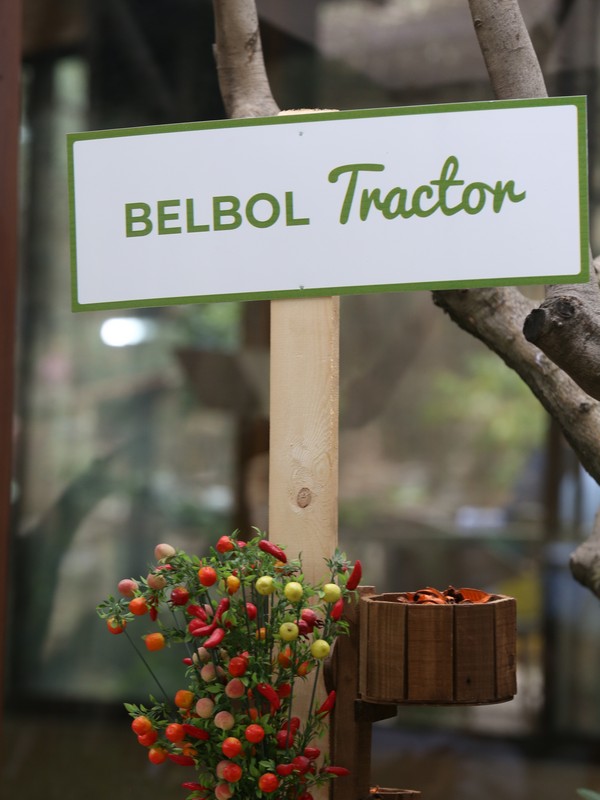 Belbol Village opening part 2 
