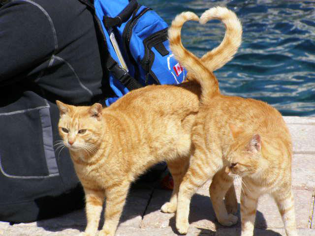 50 Pictures at Perfect Timing
