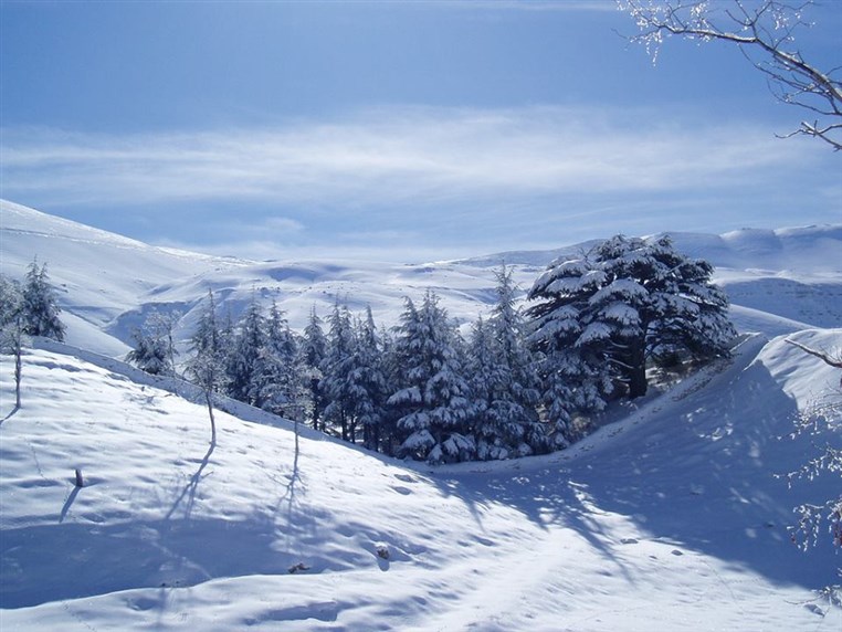 Cedars