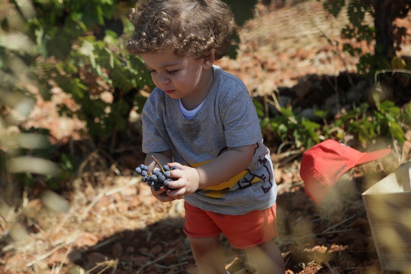 Journée des Vendangeurs 2019