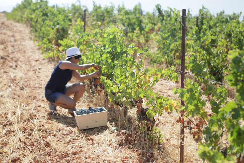 Journée des Vendangeurs 2019
