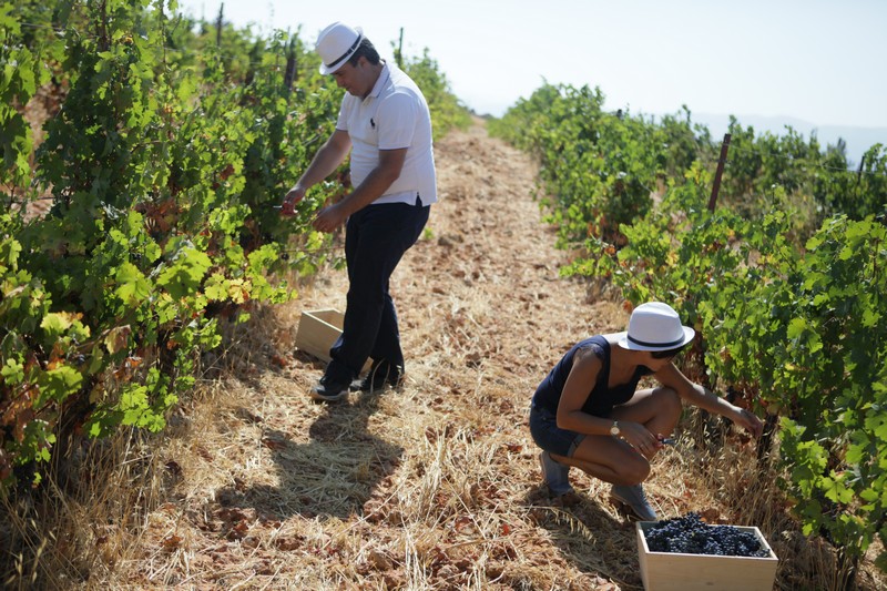 Journée des Vendangeurs 2019