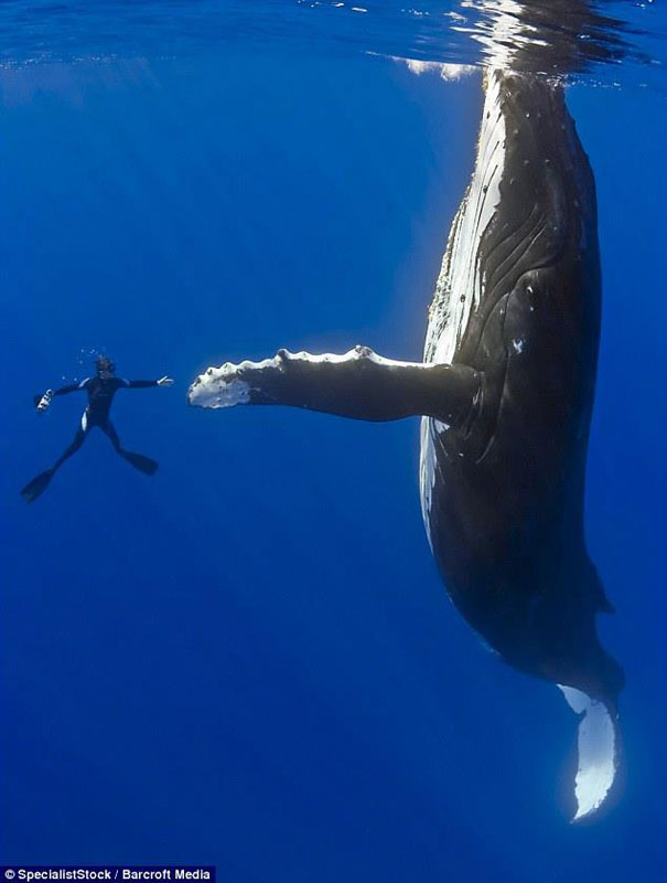 50 Pictures at Perfect Timing