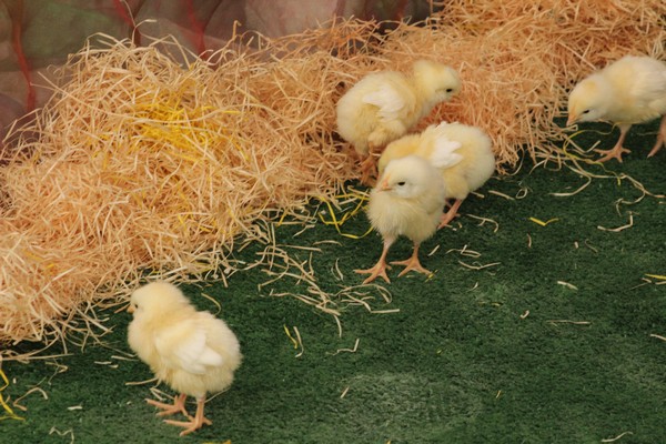 Ghadouna Easter Fiesta