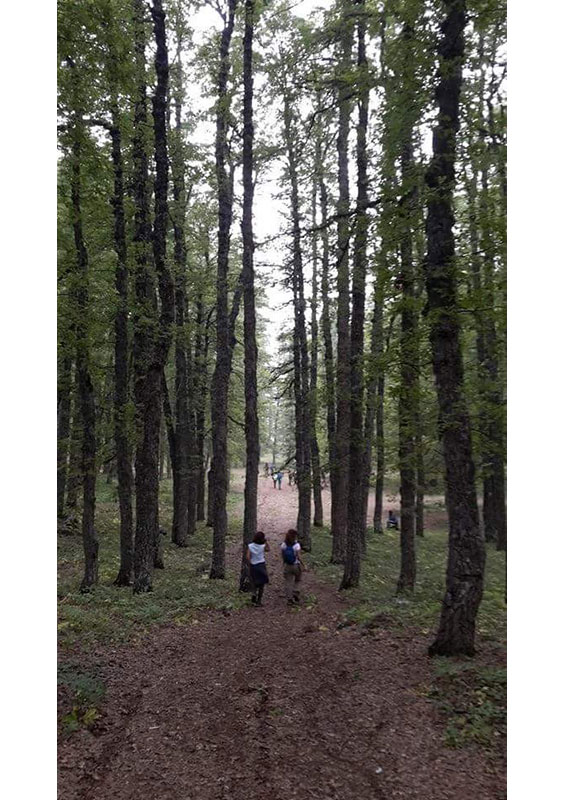 New Trail To The Ozer Forest