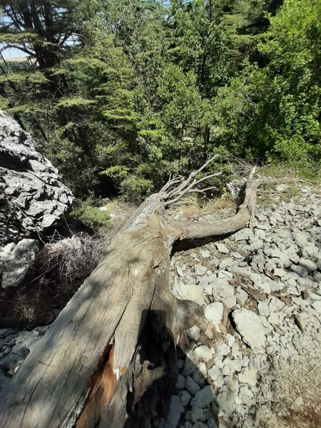 Hiking at Tannourine Cedar Forest