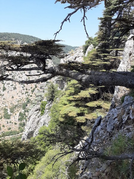 Hiking at Tannourine Cedar Forest