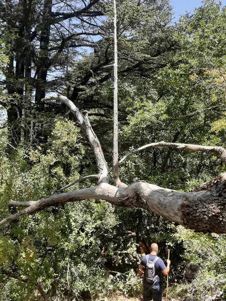 Hiking at Tannourine Cedar Forest