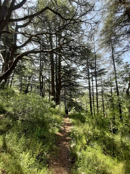 Hiking at Tannourine Cedar Forest