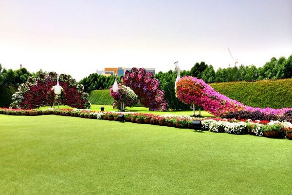 Dubai Miracle Garden 
