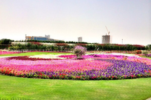 Dubai Miracle Garden 