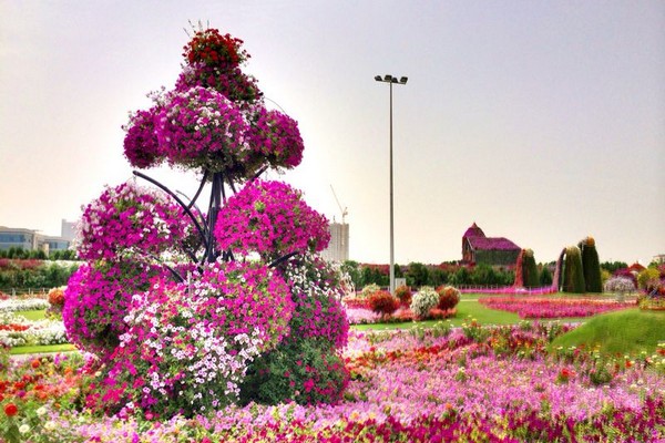 Dubai Miracle Garden 