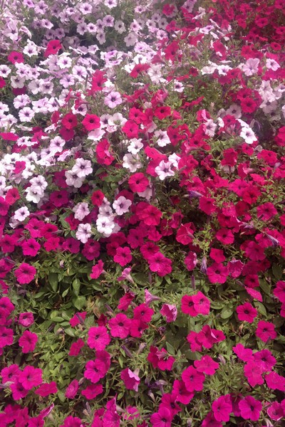 Dubai Miracle Garden 