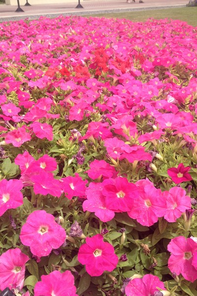 Dubai Miracle Garden 