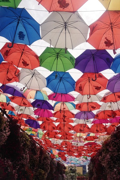 Dubai Miracle Garden 