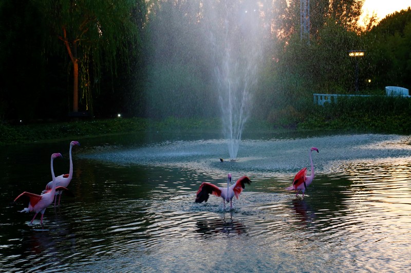 White Night at Swanlake