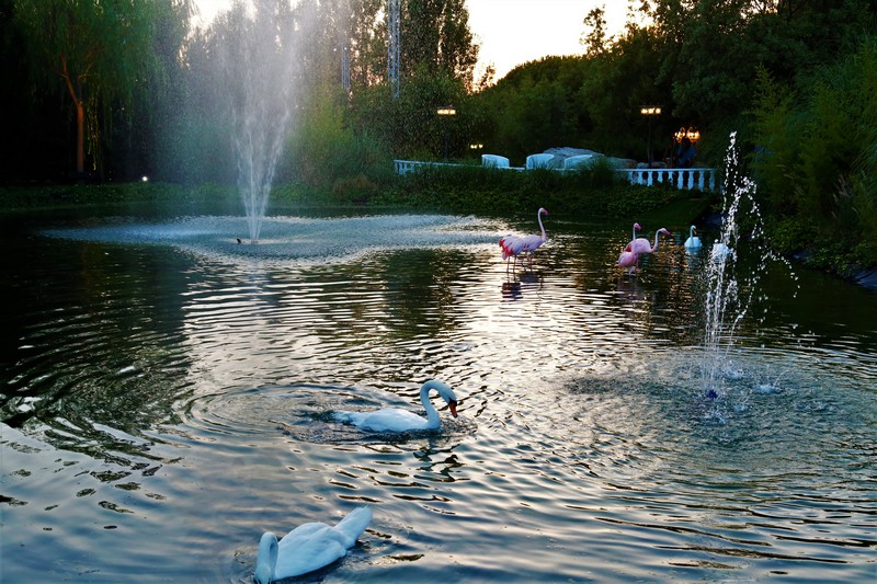 White Night at Swanlake