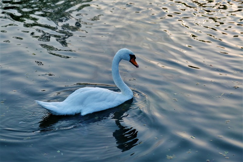 White Night at Swanlake