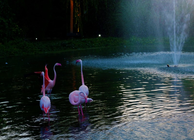 White Night at Swanlake