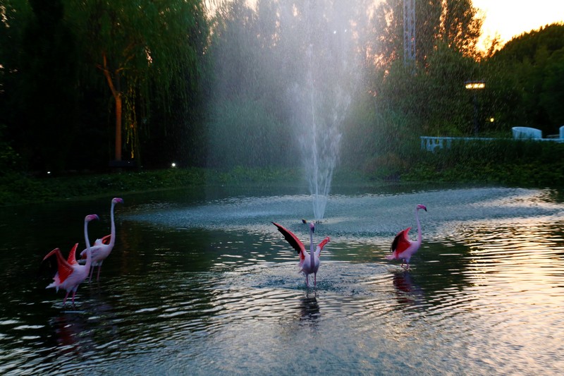 White Night at Swanlake