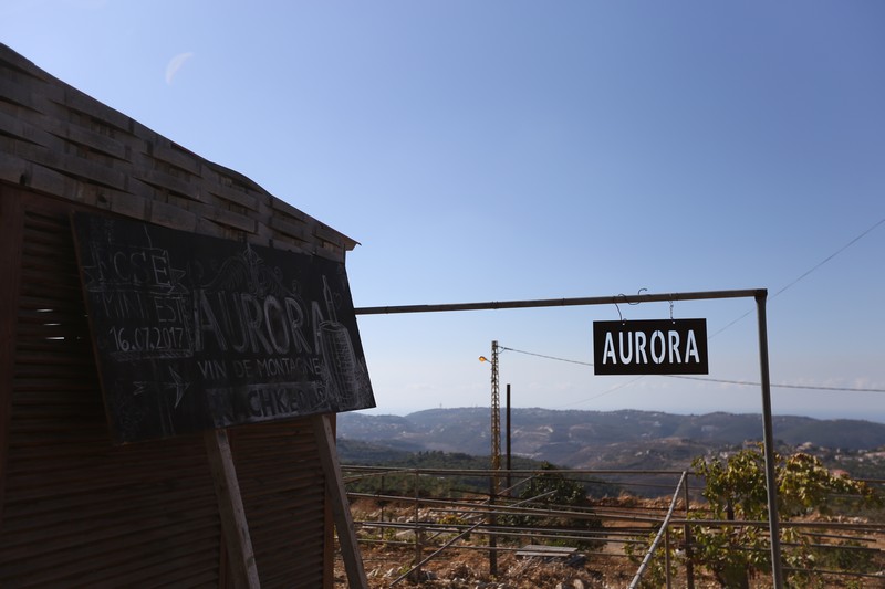209 Lebanese Wine Tour