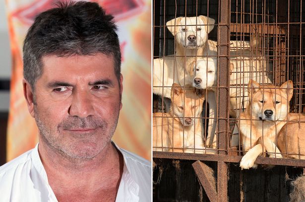 Simon Cowell donates $49k to help shut down South Korean dog meat farm