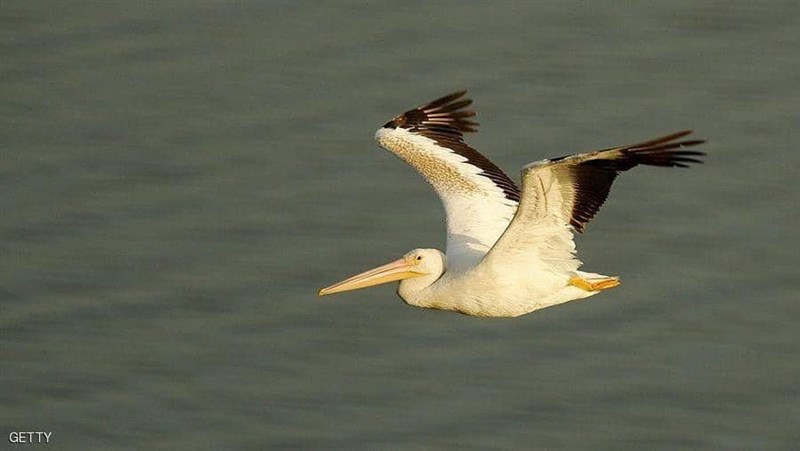 In Video: A giant pelican breaks into a restaurant in Beirut