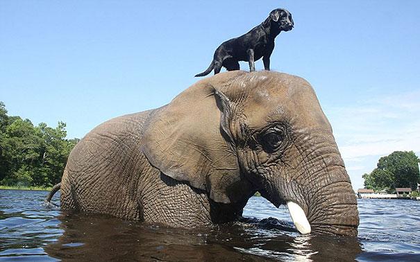 Unusual Animal Friendships That Will Melt Your Heart