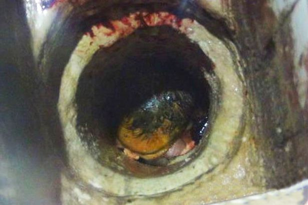 Newborn baby found alive in toilet pipe after student mum gives birth then flees