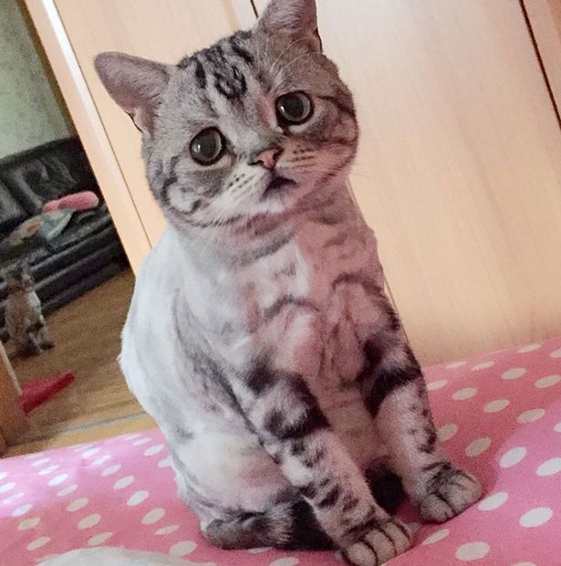 Sadest cat ever Racking up instagram followers