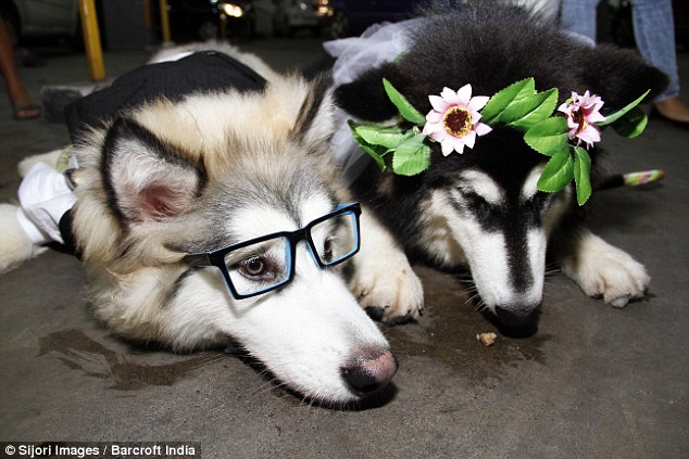 Two dogs are MARRIED in front of 100 guests at ceremony in Indonesia  