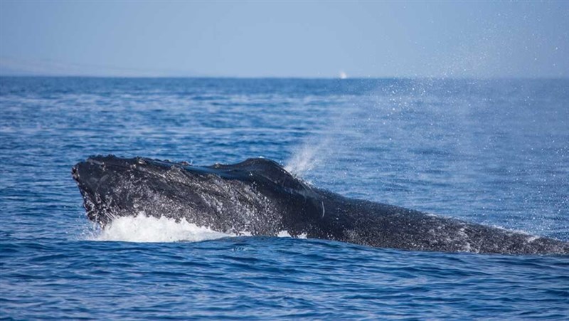 Incredible Photos Show Mother Whale Feeding Calf By Injecting Milk Into Sea