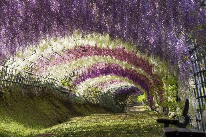 Wisteria Tunnel- Japan