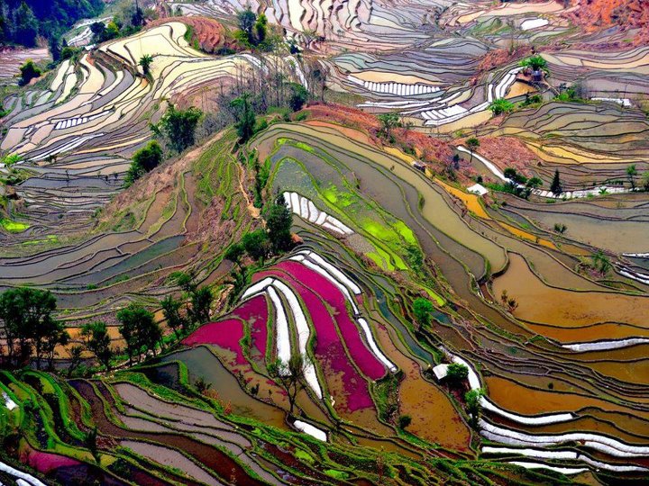 Rice Paddy China 
