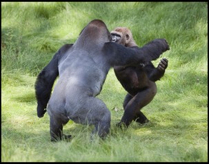 Gorilla Brothers Hug