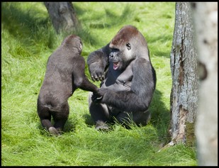 Gorilla Brothers Hug