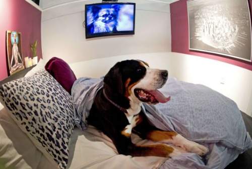 Luxury hotel for dogs set to open in New York  