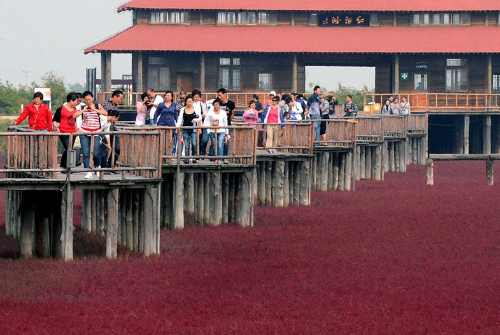 Red Beach @ Panjin, China