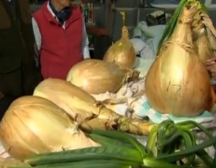 Worlds Heaviest Onion