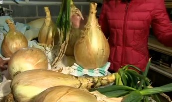 Worlds Heaviest Onion