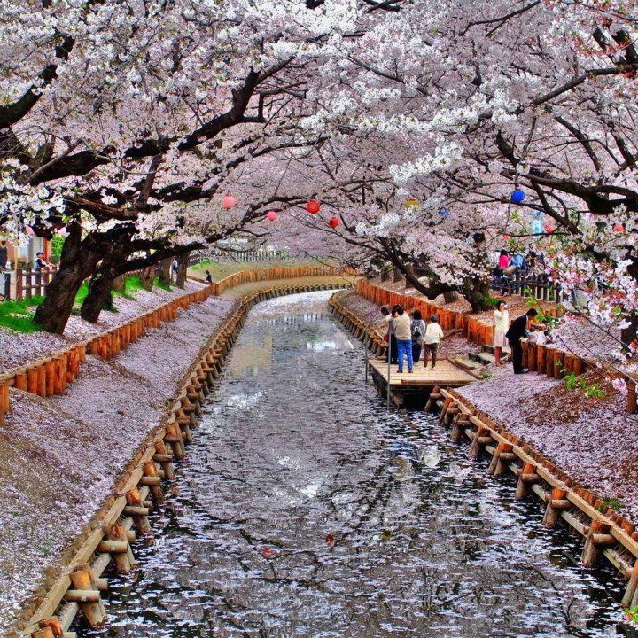 Cherry Blossom in Japan